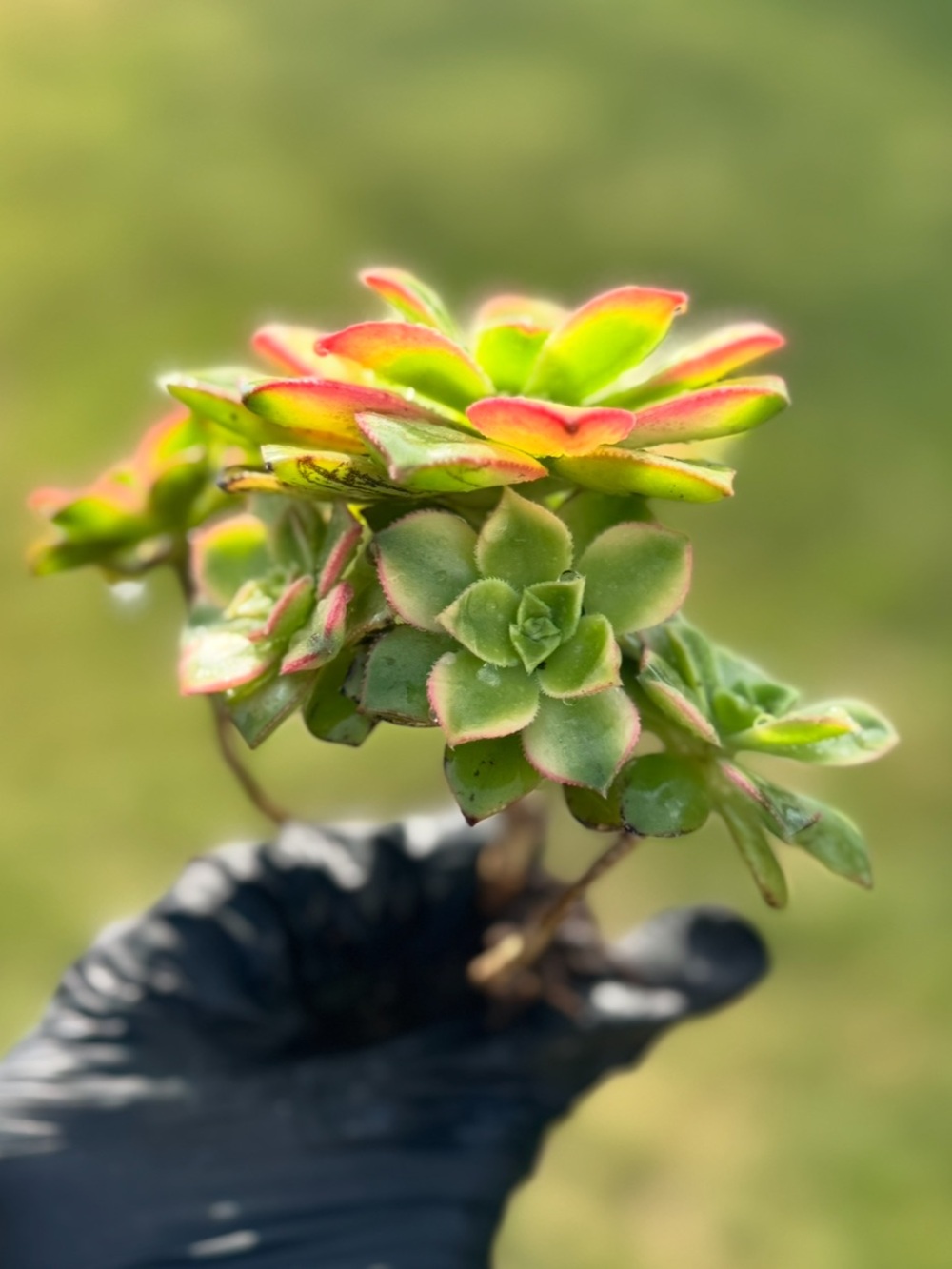 Aeonium "Kiwi"  Succulent Plant - Picture 13 of 17